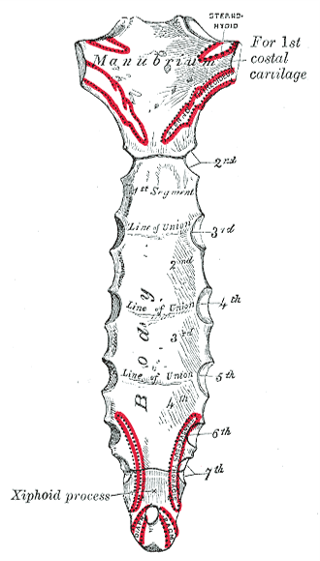 Brustbein2